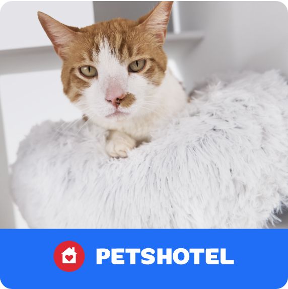 PetsHotel logo and a cat laying in a bed