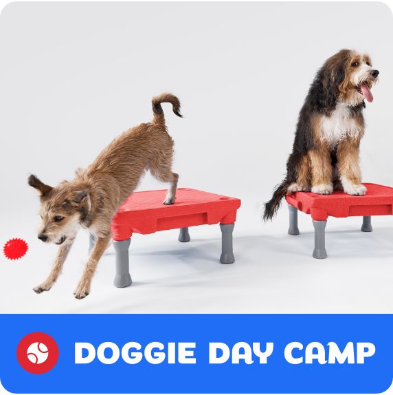 Doggie Day Camp logo and two dogs playing