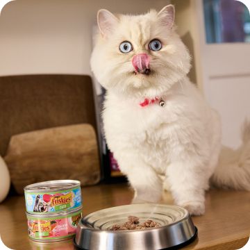 Cat standing next to a bowl of food