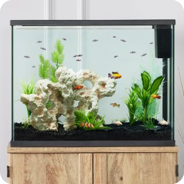 An aquarium on a stand