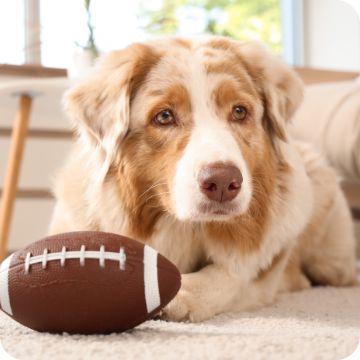 Dog laying with a football toy