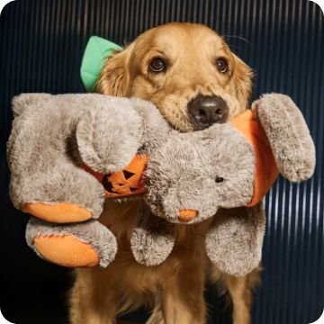 Dog holding a Chance & Friends plush Halloween toy in their mouth