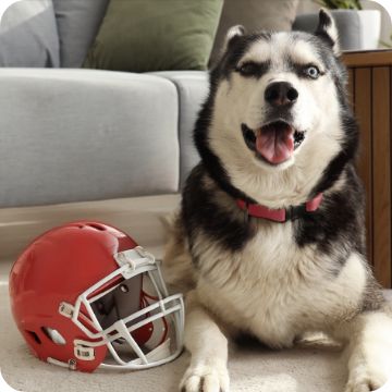 Dog laying next to a helmet