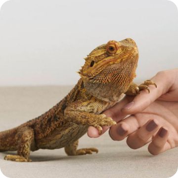 A person holding a bearded dragon