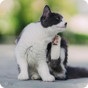 Cat scratching their neck