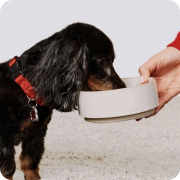 Dog eating out of a bowl that a pet parent is holding