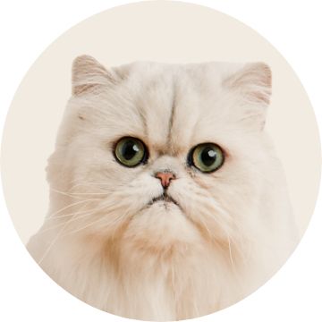 Image of a cat
