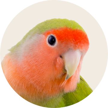 Image of a bird