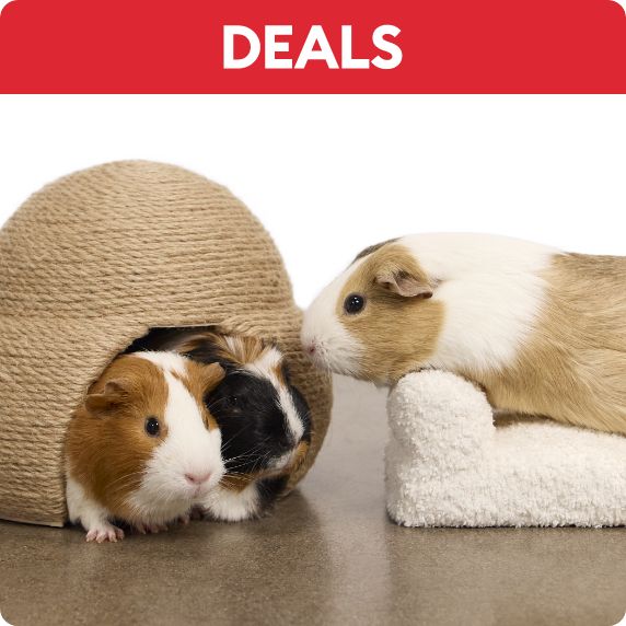 Three small pets
