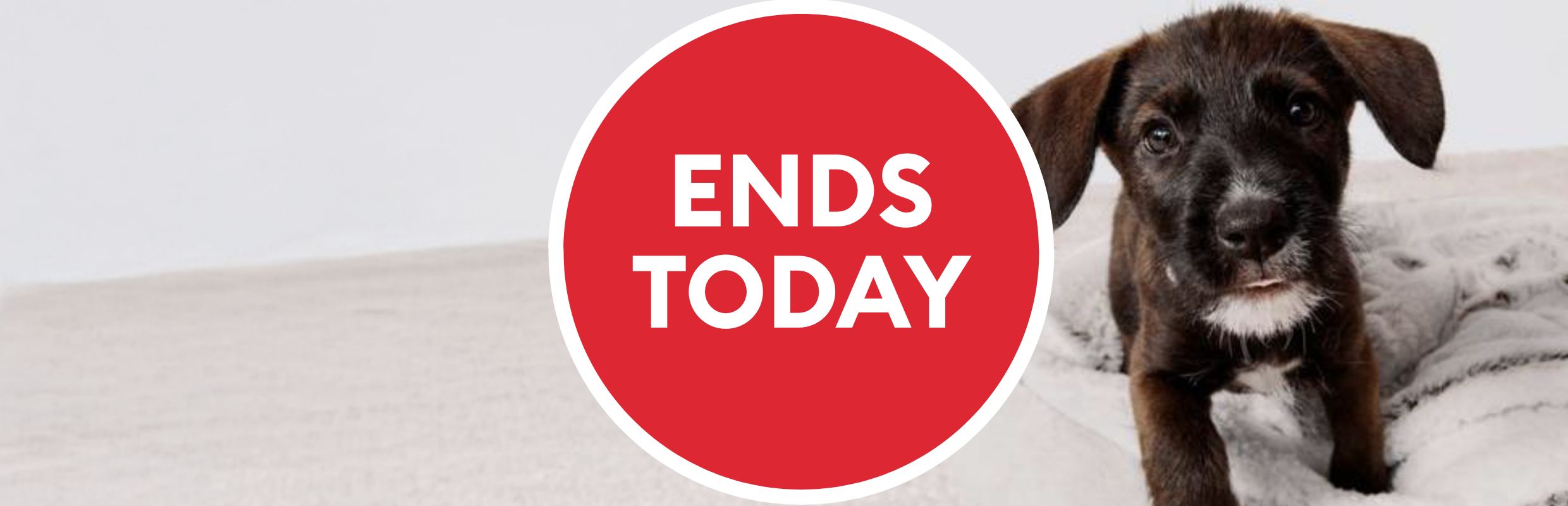Ends today message and a dog laying on a bed