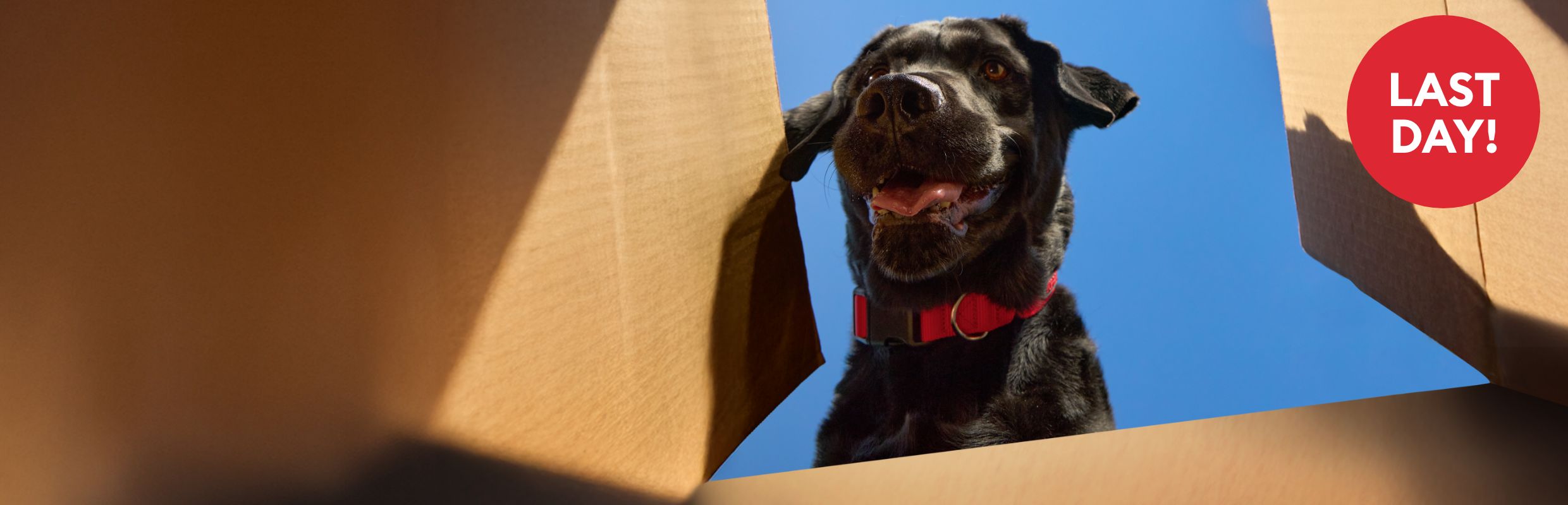 A dog looking inside an open box and a last day callout