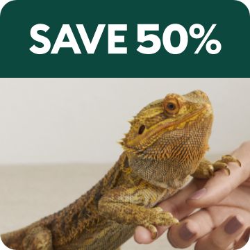 Save 50% text; bearded dragon