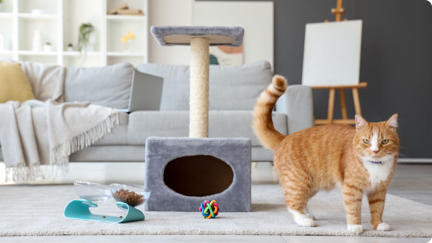 Cat standing to the right of a gray cat scratcher