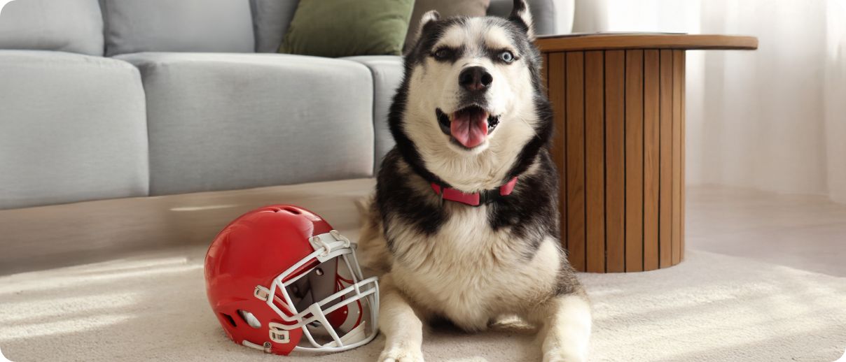 Dog laying inside next to a football helmet