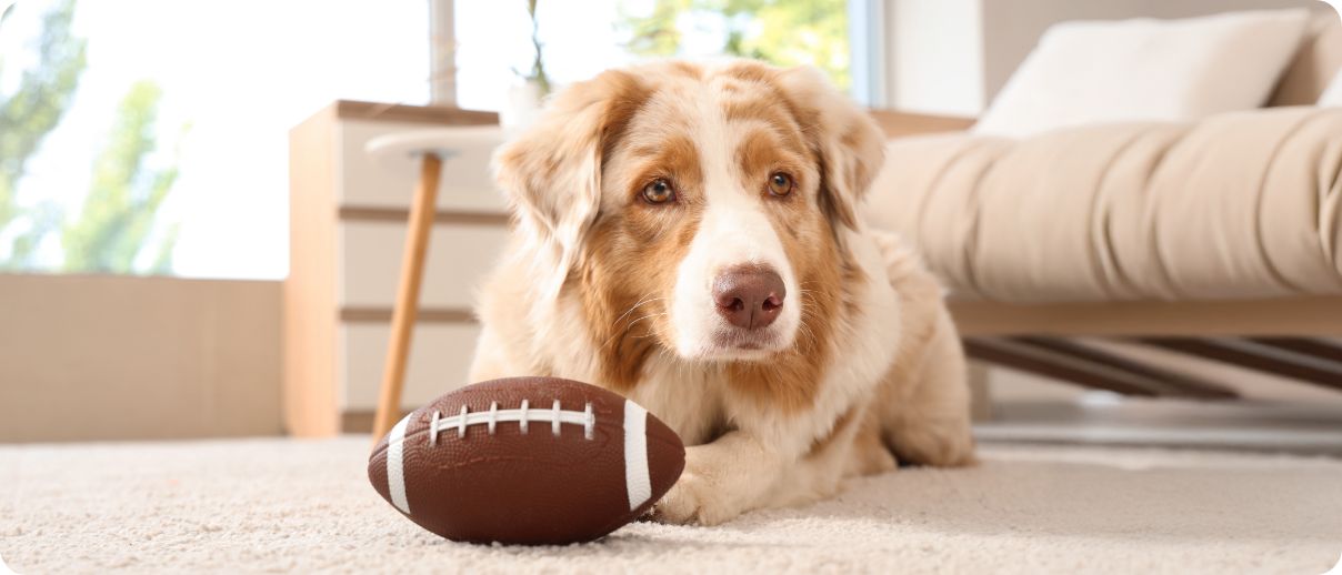 Dog inside laying next to a football