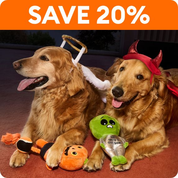 Two dogs in costumes with Halloween toys