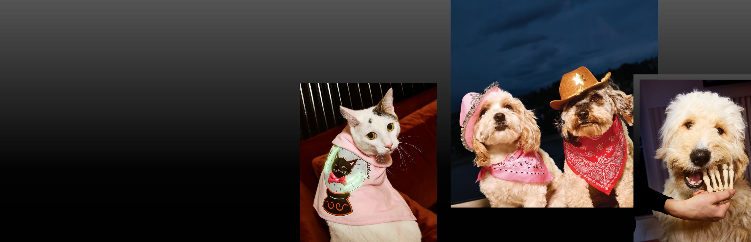 Cat in a costume, two dogs in cowboy costumes & a dog chewing on a Halloween treat
