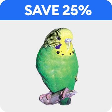Green parakeet & save 25% callout