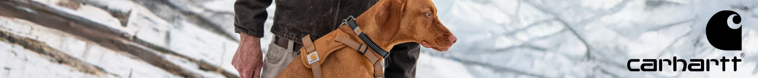 Dog in a tan harness standing beside a person wearing workwear with Carhartt logo in the corner