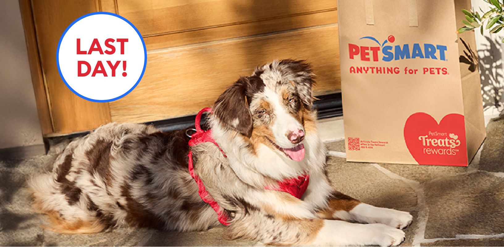 Last day callout & an Australian Shepherd wearing a red harness laying on a porch beside a PetSmart shopping bag