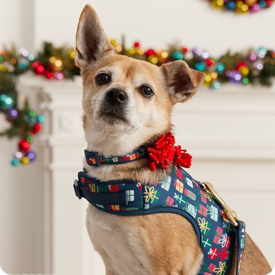 Dog wearing a festive harness with bow