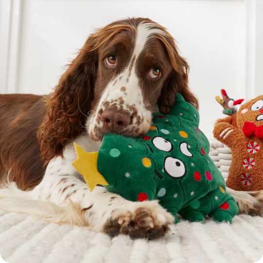 Spaniel with a holiday plush toy