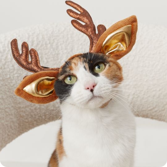 Cat wearing reindeer antlers