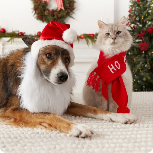 A dog & cat wearing holiday outfits