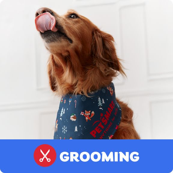 Dog wearing a holiday bandana