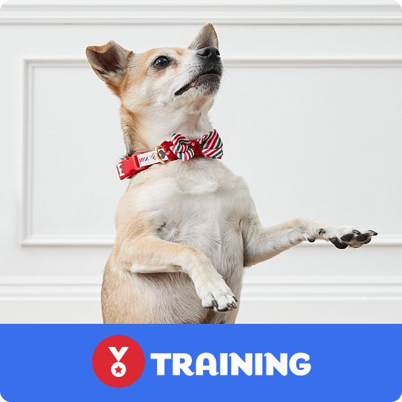 Dog wearing a festive collar & sitting up on their hind legs