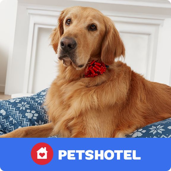 Golden retriever laying on a bed