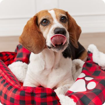 Dog laying on a black & red checkered bed