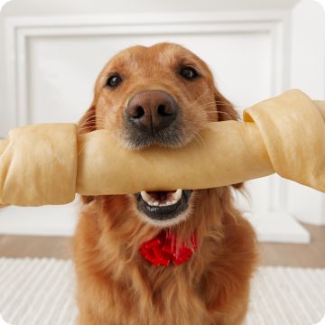 Dog holding a large bone in their mouth