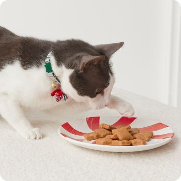 Cat pawing at a plate of cookies