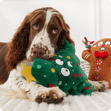 Dog laying on the floor with a holiday plush toy in their mouth