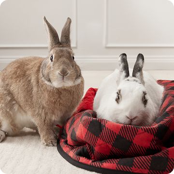 Two bunnies next to eachother & one is laying in a black & red checkered blanket