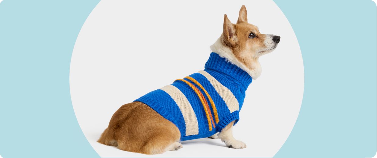 Dog wearing a blue striped sweater