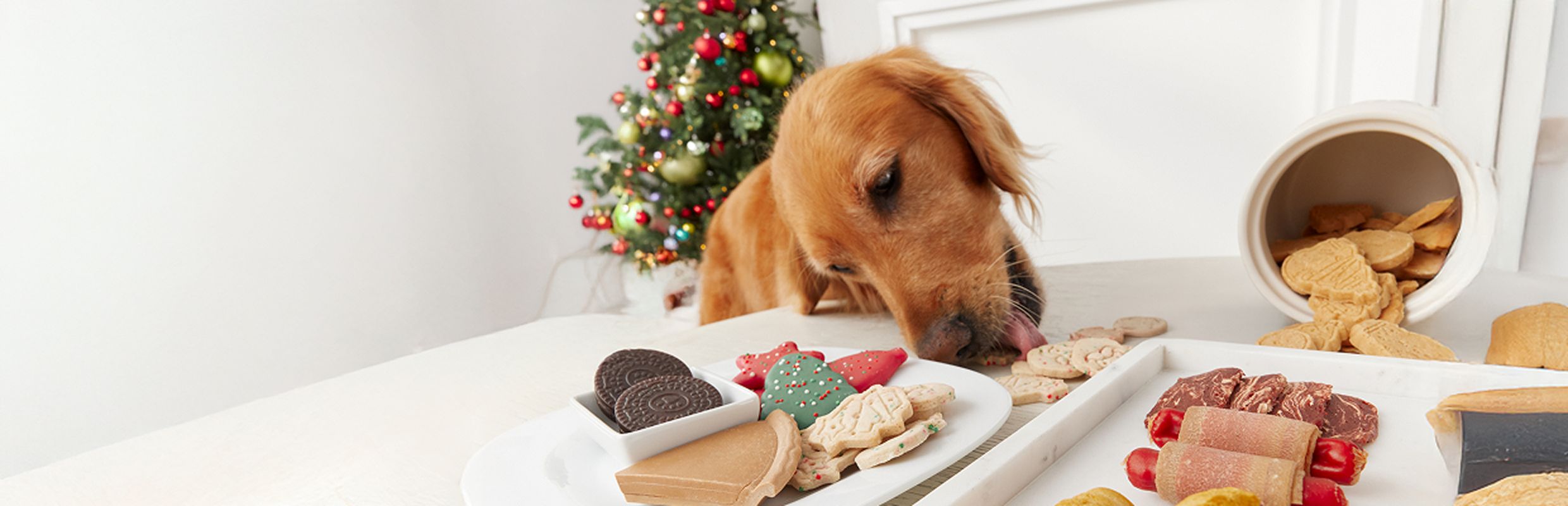 Golden retriever eating cookies off a table full of food