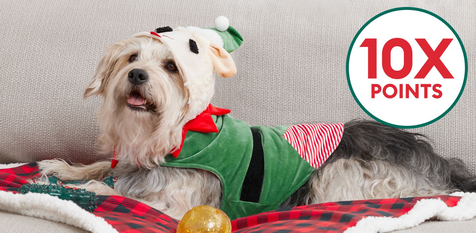 10X points callout & a dog laying on a blanket wearing an elf costume