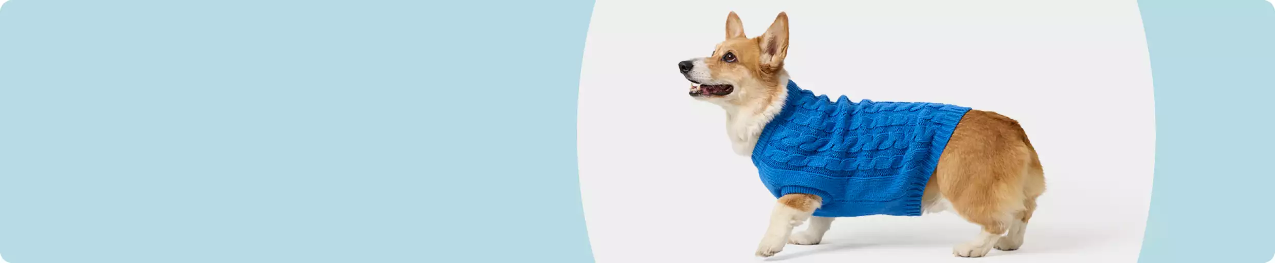 Corgi wearing a blue sweater