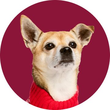 Chihuahua wearing a red sweater on a maroon background