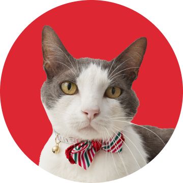 Gray & white cat wearing a red, green & white striped bow tie with a bell on a red background