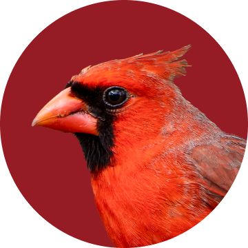 Red cardinal bird on a maroon background