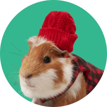 Guinea pig wearing a red knit beanie & plaid jacket on a teal background