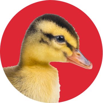 Yellow duckling on a bright red background