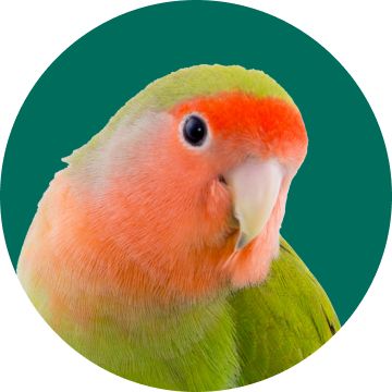 Green & peach lovebird against a dark green background
