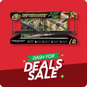 Dash for Deals text; open-glass terrarium