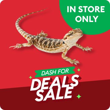 Order live reptiles online hotsell