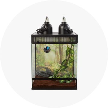 lizard terrarium