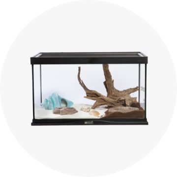 hermit crab habitat
